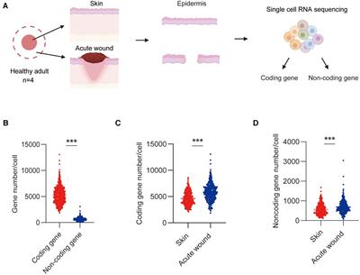 Single-cell profiling and functional screening reveal crucial roles for lncRNAs in the epidermal re-epithelialization of human acute wounds